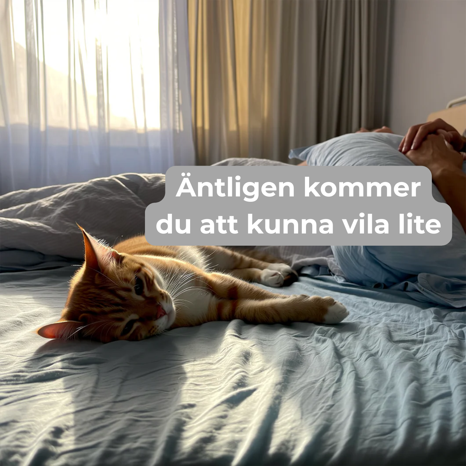 Lös din katts tristess på några sekunder